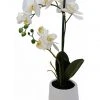Rembrandt Potted 2 Spray Orchid In White Pot