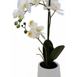 Rembrandt Potted 2 Spray Orchid In White Pot
