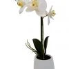 Rembrandt Living & Decor Potted 1 Spray Orchid In White Pot 1 Rembrandt Living & Decor Potted 1 Spray Orchid In White Pot