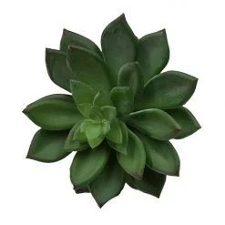 Chiba Enterprises Diamond Floral Succulent Living & Decor