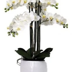 Rembrandt Potted 6 Spray Orchid In White Pot