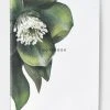 Father Rabbit Hellebore Notebook Support Local Gifts